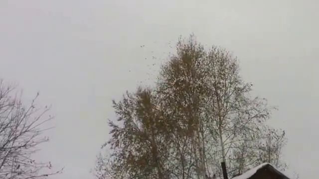 Свиристели прилетели на обед (д.Бердь октябрь 2016) смотреть онлайн