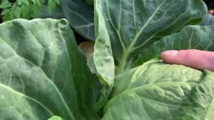 ПАНДИОН. Супер ранняя капуста в теплице. Урожай 2022