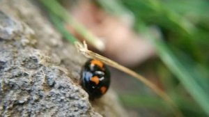 Божья коровка-арлекин (Harmonia axyridis)