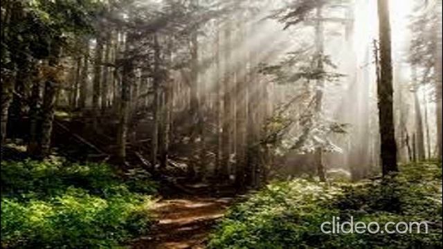 Медитация "Заземление и наполнение энергией Земли" смотреть онлайн