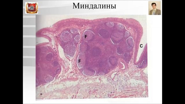 Лекция №19. Строение органов полости рта. Лекция по гистологии.