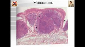 Лекция №19. Строение органов полости рта. Лекция по гистологии.