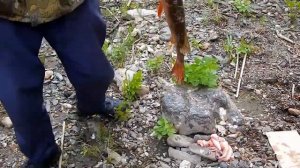 В поисках мраморной щуки. Река Зилаир республика Башкортастан