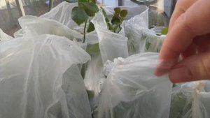 Чем подкормить молодые розочки, растущие из черенков? Черенкуем розы в ноябре.