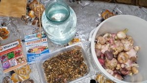 КАК ПРАВИЛЬНО ПОДГОТОВИТЬ ЛУКОВИЦЫ ГЛАДИОЛУСОВ К ЗИМЕ? УБОРКА И ХРАНЕНИЕ!