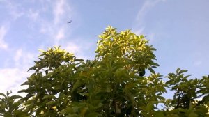 Авокадо из косточки 4 года! Как цветет Авокадо? Доминикана. Mi planta aguacate está floreciendo!
