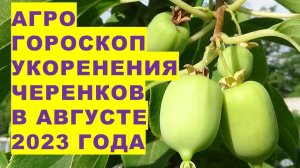 Агрогороскоп нарезки и укоренения черенков в августе 2023 года. Укорінення живців в серпні 2023 року