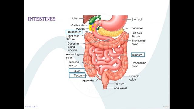 GIT part 2 F смотреть онлайн
