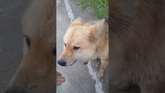 Кто потерял?
Бегает не видя машин в г.Краснокамск