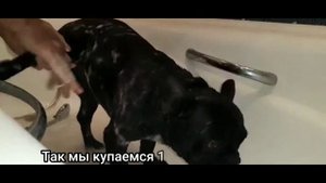 Как помыть/ искупать французского бульдога в ванной с шампунем