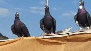 Бойные Игровые Голуби С Саудовское Аравии От Амира,Fighting Game Pigeons From Saudi Arabia By Amir!