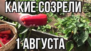 Томаты и перец с грядки в Удмуртии.