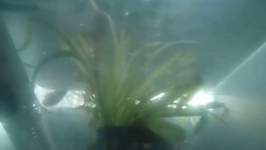 Нерест расборы клинопятнистой (Trigonostigma heteromorpha)