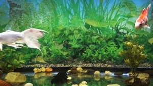 УХОД за РЫБКАМИ /в ПРУДУ и АКВАРИУМЕ