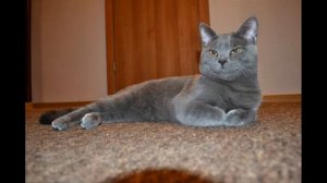 Скоттиш страйт (шотландская прямоухая кошка)