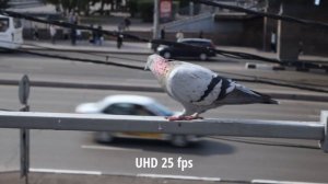 Canon EOS r10 / для видео