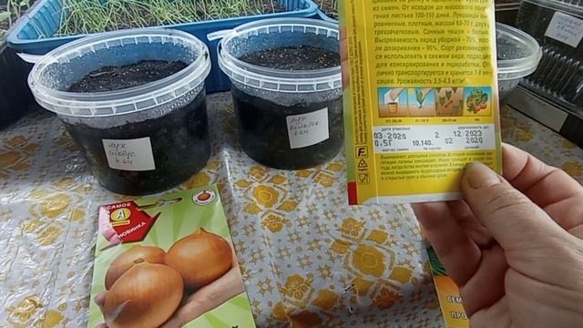 Посев чернушки на рассаду. Новинки, эти сорта я сею первый раз.