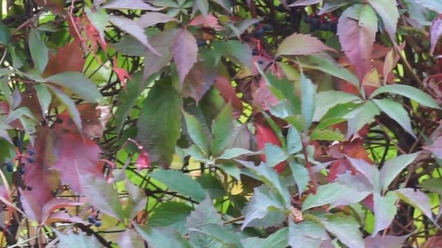 Winobluszcz pięciolistkowy - Parthenocissus quinquefolia смотреть онлайн