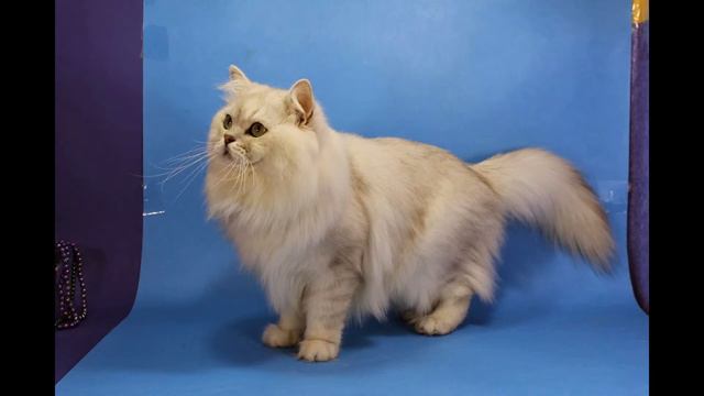 Ландер - мое Сердечко смотреть онлайн