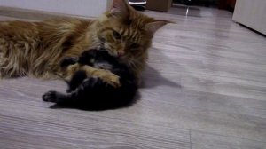 Котята мейнкуны! Умываемся и спать!