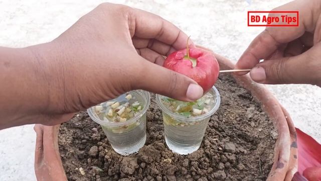 Best Techniques for Growing Java Apple Tree from Java Apple Fruit & Aloe Vera Grafting Java Apple смотреть онлайн