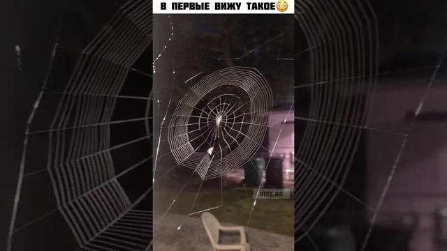 Паук плетёт паутину,в первые вижу такое