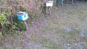 Клён остролистый - это нечто.