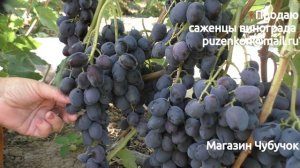 Виноград Грек селекции Бурдак А.В. (Пузенко Наталья)