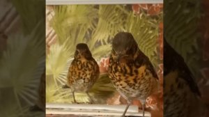 туториал как вырастить истрибитель (дрозд рябинник) в домашних условиях