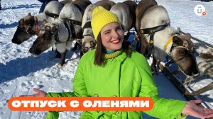 Мухомор - допинг для оленя. Что вы еще не знали про северных животных? Отпуск в Салехарде