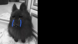 Грустные лица таи, Болле расширенная версия (@Triks7776  с днюхой(юбилеем) тебя)