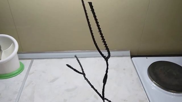"Дерево" из яванского мха в аквариуме