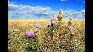 Ой ты поле ты ПОЛЮШКО