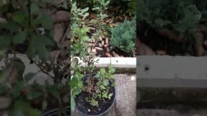 Хризантема мультифлора в Сибири.