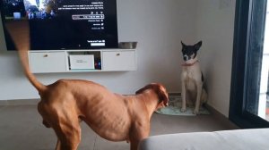 Игры собак. Опасны ли собачьи игры и как это понять. #dogs #dogtraining #собака