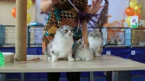 WCF International cats show Международная выставка кошек. Помет котят