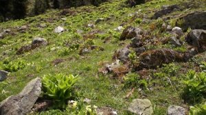 Mountains above Ayder,veratrum paeonia and primula