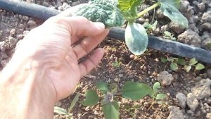 Огурец Кураж F1/// 20 дней после посадки