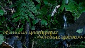 Мелодия цветущих полевых цветов * Автор музыки Эдгар Туниянц