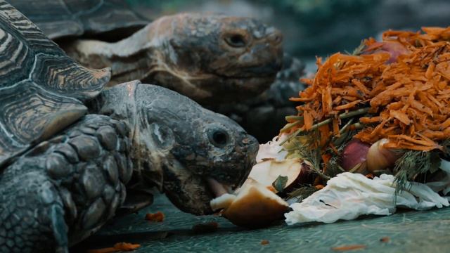 Выставка черепах в ТРЦ HOLLYWOOD. Чернигов. смотреть онлайн