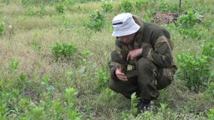 Песчанский. Полезность органики.