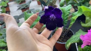 КОМНАТНОЕ РАСТЕНИЕ СТРЕПТОКАРПУС/ЧЁРНЫЕ ЦВЕТЫ