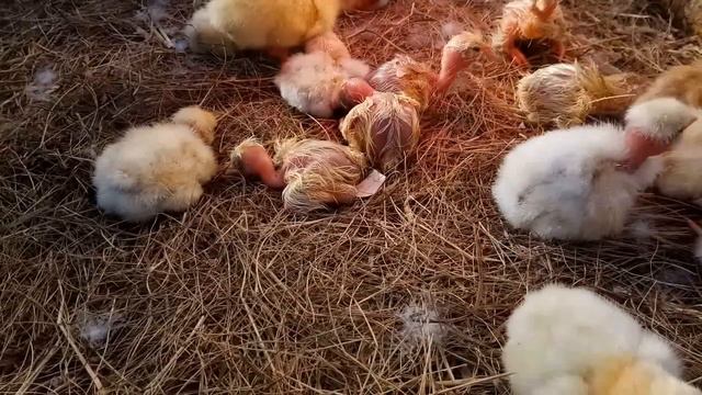 Цыплята. Пополнение в нашем хозяйстве. смотреть онлайн