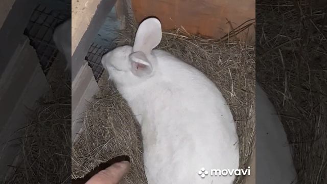 КЛЕТКА С МАТОЧНИКОМ ДЛЯ КРОЛИКОВ. смотреть онлайн