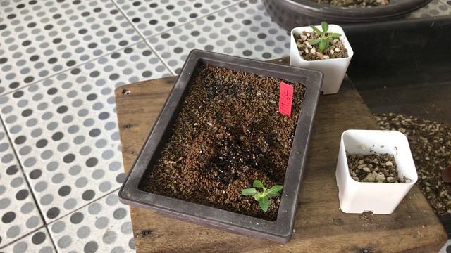 (เปลี่ยนกระถาง) พาชีโพเดียม Pachypodium brevicaule смотреть онлайн