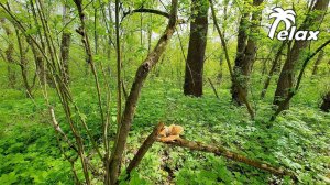 Gentle sounds of the Forest for a long and sound Sleep