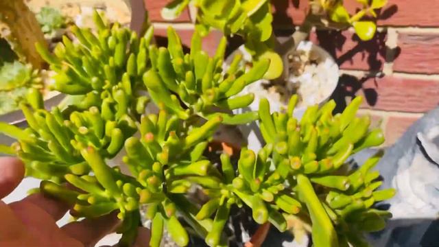 Jardin suculento 😍 смотреть онлайн