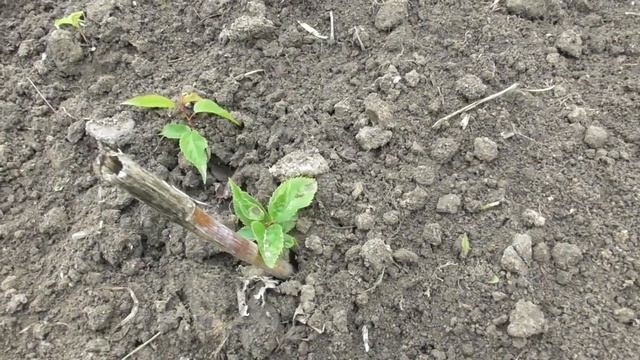 Результат зимней посадки косточек алычи и семечек яблони. Весенний результат смотреть онлайн