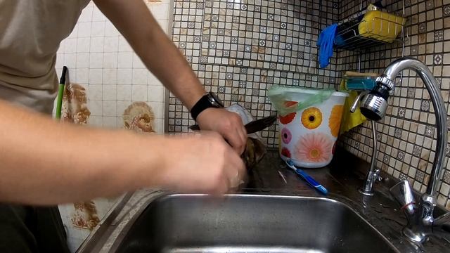 Чучело головы щуки. Первый в жизни опыт изготовления. Таксидермия.