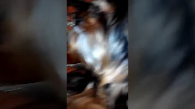 У меня есть ЙОРК!!! #ура смотреть онлайн